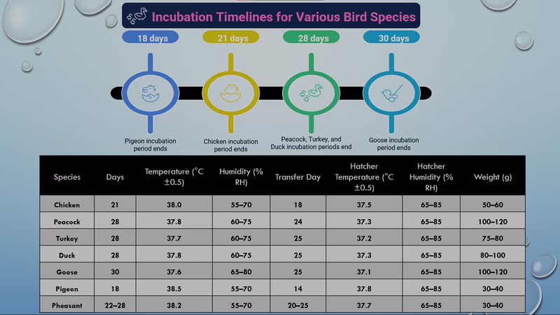 Successful hatch of a chick validating the incubator system